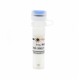 碧云天 CHIR-99021 (GSK-3抑制剂)(SF2708-5mg)