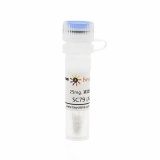 碧云天 SC79 (Akt激活剂)(SF2730-25mg)