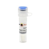 碧云天 TWS119 (GSK-3抑制剂)(SF2771-10mM)