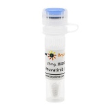 碧云天 Amuvatinib (c-Kit抑制剂)(SF5422-25mg)