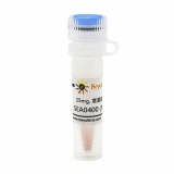 碧云天 SEA0400 (NCX抑制剂)(SF9006-25mg)