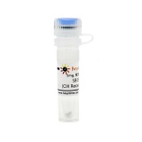 碧云天 SB334867 (OX Receptor拮抗剂)(SD2438-5mg)