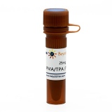 碧云天 PMA/TPA (PKC激活剂)(S1819-25mg)