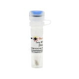 碧云天 ZM241385 (Adenosine Receptor抑制剂)(SD2407-5mg)