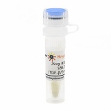 碧云天 SB431542 (TGF-β/Smad抑制剂)(SF7890-25mg)