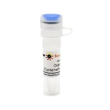 碧云天 Odanacatib (Cysteine Protease抑制剂)(SF4184-10mM)