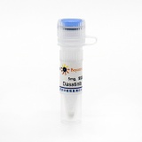 碧云天 Dasatinib (Src抑制剂)(SC0150-5mg)