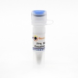碧云天 Dasatinib (Src抑制剂)(SC0150-25mg)
