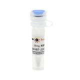 碧云天 BAY87-2243 (HIF抑制剂)(SC1193-25mg)