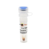 碧云天 Semaxanib (VEGFR抑制剂)(SF5274-5mg)