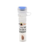 碧云天 TSU-68 (VEGFR抑制剂)(SF5301-5mg)