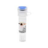 碧云天 Cabozantinib (VEGFR抑制剂)(SF5305-10mM)