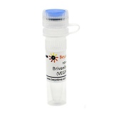 碧云天 Brivanib alaninate (VEGFR抑制剂)(SF5436-10mM)