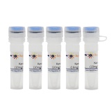 碧云天 Kanamycin (10mg/ml,1000X)(卡那霉素)(ST102)