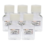 碧云天 HEPES Solution (1M, pH7.5, 细胞培养用)(C0217-500ml)