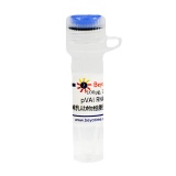 碧云天 pVAI RNA (哺乳动物细胞蛋白表达增强质粒)(D3019-100μg)