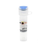 碧云天 pET-N-His-C-His(pET-N-His-C-His质粒)(D2902-1μg)
