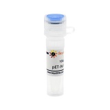 碧云天 pET-N-His-TEV(pET-N-His-TEV质粒)(D2905-100μg)