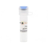 碧云天 pCMV-C-HA(pCMV-C-HA质粒)(D2639-100μg)
