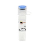碧云天 pCMV-N-HA(pCMV-N-HA质粒)(D2733-1μg)