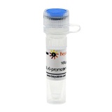碧云天 pIL-6-promoter-luc (报告基因质粒)(D2386-100μg)