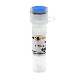碧云天 pTNF-α-promoter-luc (报告基因质粒)(D2480-100μg)