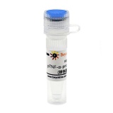 碧云天 pTNF-α-promoter-TA-luc (报告基因质粒)(D2481-100μg)