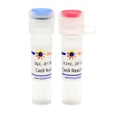 碧云天 Cas9 Nuclease (SpCas9)（Cas9 核酸内切酶）(D0511S)