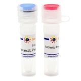 碧云天 Antarctic Phosphatase (Thermosensitive磷酸酶)(D7028M)