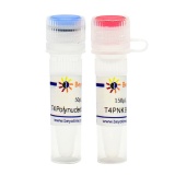 碧云天 T4 Polynucleotide Kinase（T4多聚核苷酸激酶）(D7098S)