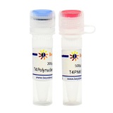 碧云天 T4 Polynucleotide Kinase（T4多聚核苷酸激酶）(D7098M)