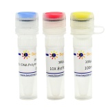 碧云天 Bst DNA Polymerase, Large Fragment(嗜热脂肪芽孢杆菌)(D7050S)