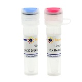 碧云天 phi29 DNA Polymerase(phi29 DNA聚合酶)(D7053L)