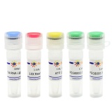 碧云天 T4 RNA Ligase 1 (ssRNA Ligase)（T4 RNA连接酶1）(R0621M)