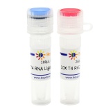 碧云天 T4 RNA Ligase 2 (dsRNA Ligase)（T4 RNA连接酶2）(R0632S)