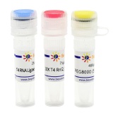 碧云天 T4 RNA Ligase 2, truncated（T4 RNA连接酶2截短型）(R0635S)