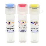 碧云天 T4 RNA Ligase 2, truncated（T4 RNA连接酶2截短型）(R0635M)