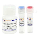 碧云天 T4 RNA Ligase 2, truncated（T4 RNA连接酶2截短型）(R0635L)