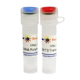 碧云天 T3 RNA Polymerase（T3 RNA聚合酶）(R7009M)