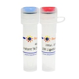 碧云天 Instant T4 DNA Ligase (超快速T4 DNA连接酶)(D7009S)