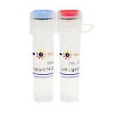 碧云天 Instant T4 DNA Ligase (超快速T4 DNA连接酶)(D7009M)
