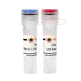 碧云天 PBCV-1 DNA Ligase (PBCV-1 DNA连接酶)(D7018S)