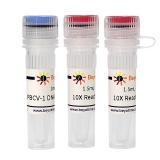 碧云天 PBCV-1 DNA Ligase (PBCV-1 DNA连接酶)(D7018L)