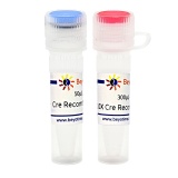 碧云天 Cre Recombinase（Cre重组酶）(D0509S)