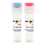 碧云天 Cre Recombinase（Cre重组酶）(D0509M)