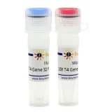 碧云天 T4 Gene 32 Protein (ssDNA结合蛋白)(D7057S)