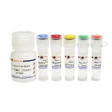 碧云天 QuickMutation Plus基因定点突变试剂盒(D0208M)
