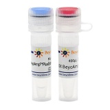碧云天 BeyoAmp Plus Extra-long DNA Polymerase (BeyoAmp Plus 超长DNA聚合酶)(D7215S)