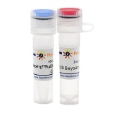 碧云天 BeyoAmp Plus Extra-long DNA Polymerase (BeyoAmp Plus 超长DNA聚合酶)(D7215M)