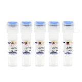 碧云天 dNTP/dUTP Mixture (2.5mM each/5mM)(dATP、dCTP、dGTP和dUTP混合水溶液)(D7376-5ml)